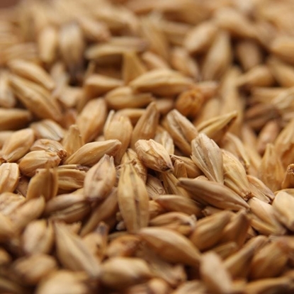 Picture of Weyermann® Acidulated Malt