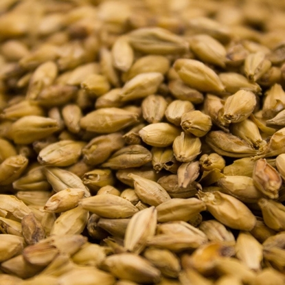 Picture of Weyermann® Barke® Munich Malt