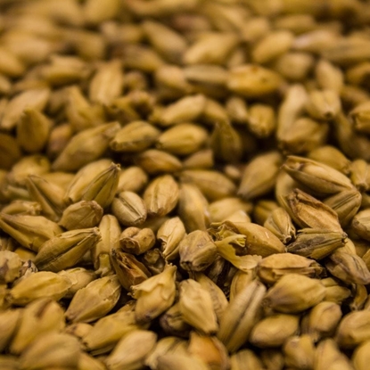 Picture of Weyermann® Barke® Vienna Malt