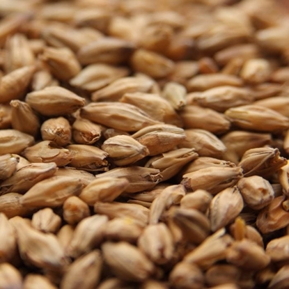 Picture of Weyermann® Beech Smoked Barley Malt