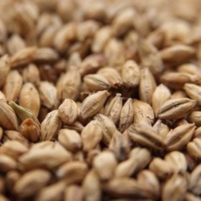 Picture of Weyermann® BIOLAND Pale Ale Malt (Organic)