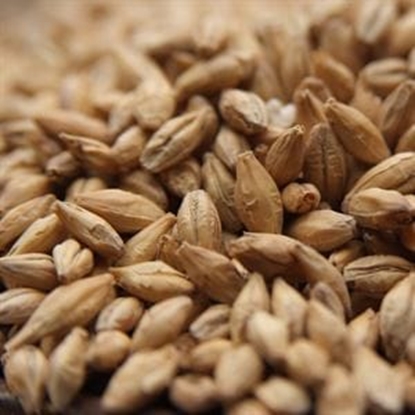 Picture of Weyermann® BIOLAND Pilsner Malt (Organic)