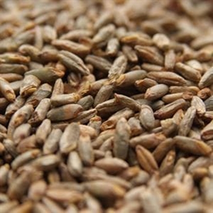 Picture of Weyermann® BIOLAND Rye Malt (Organic)