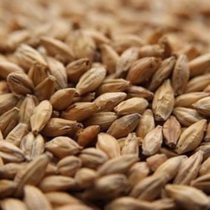 Picture of Weyermann® BIOLAND Vienna Malt (Organic)