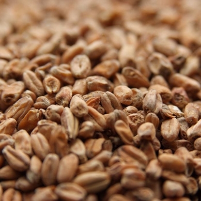 Picture of Weyermann® Dark Wheat Malt