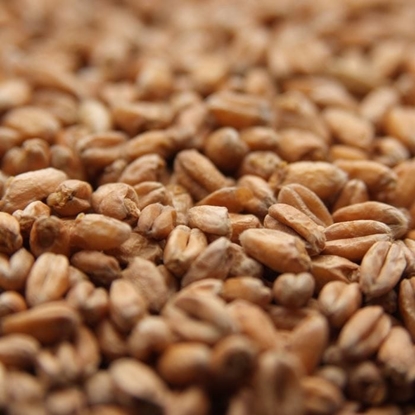 Picture of Weyermann® Oak Smoked Wheat Malt