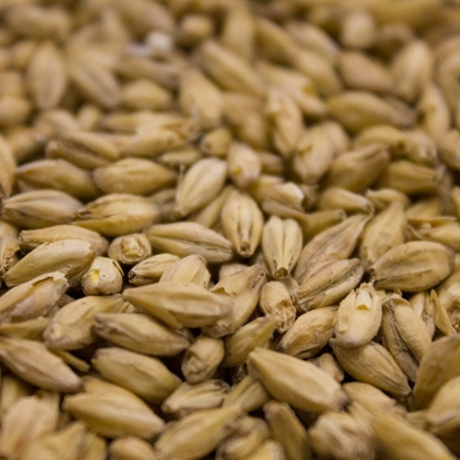 Picture of Weyermann® Eraclea Pilsner Malt