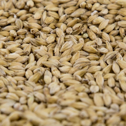 Picture of Gambrinus Pale Malt