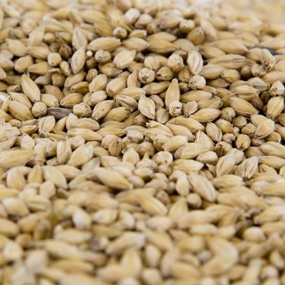 Picture of Gambrinus Pilsner Malt