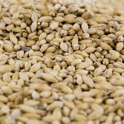 Picture of Gambrinus BC Pilsner Malt