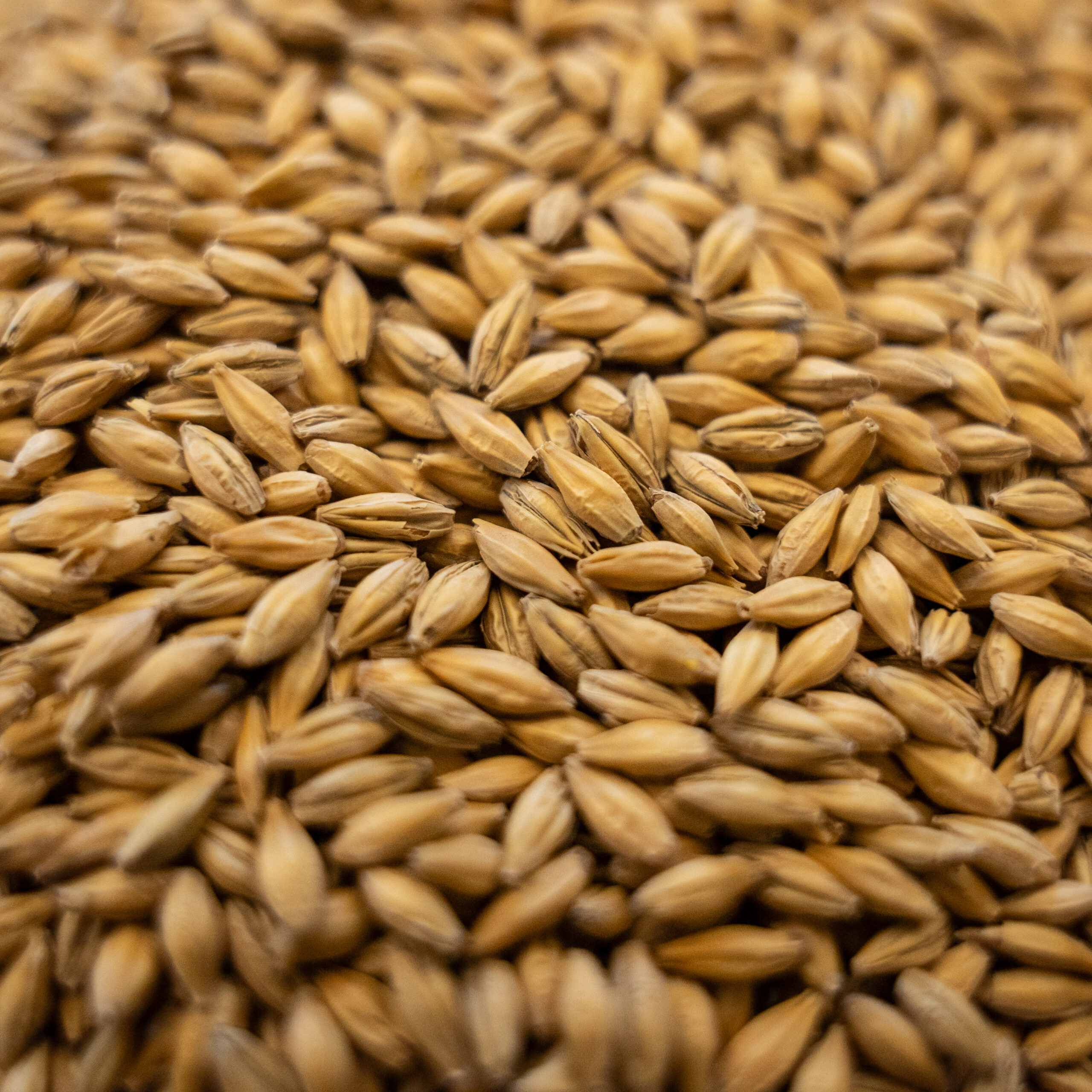 Picture of Gambrinus Mars Malt