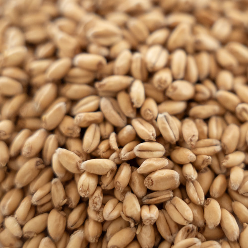 Picture of Rahr Extra Pale White Wheat – 55 lb